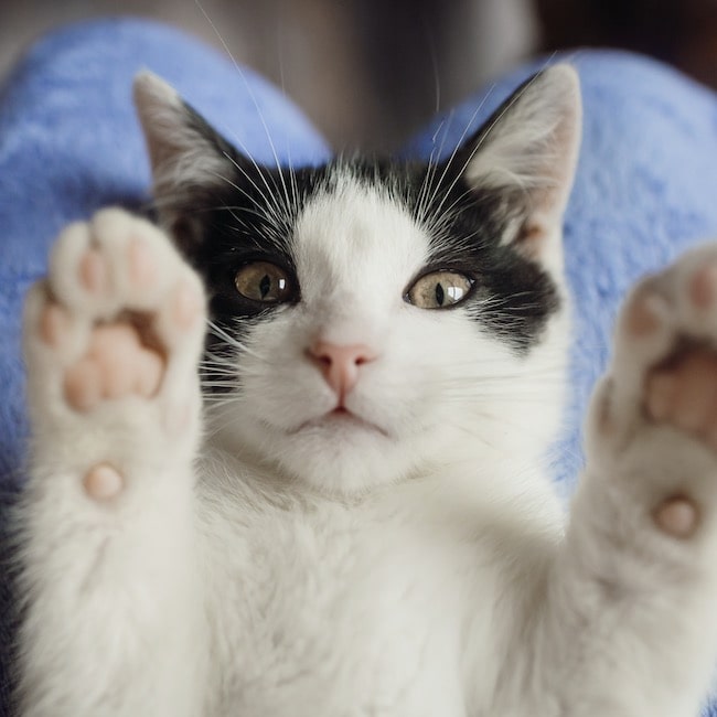 Beneficios de esterilizar y castrar a tu mascota