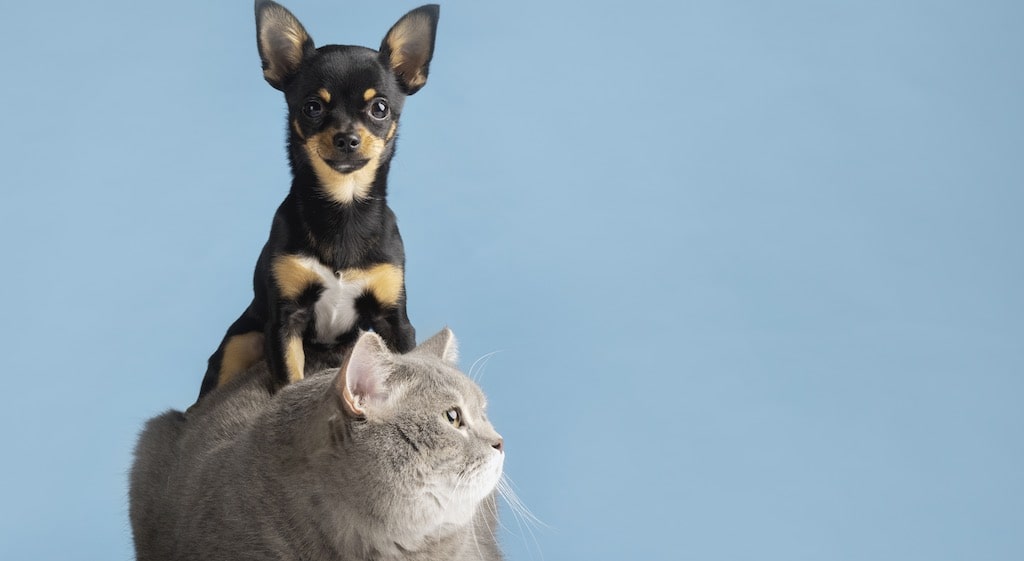 Entendiendo el comportamiento de tu perro o gato